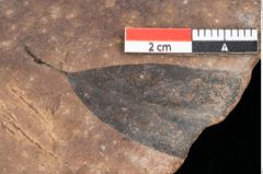 Foto (Detailsansicht) von Quercus palaeoilex Ettingshausen (NHMW-GEO-2024-0188-0800)
